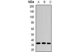 Western blot analysis of SPDSY expression in HepG2 (A), mouse stomach (B), rat liver (C) whole cell lysates. (Spermidine Synthase 抗体)