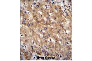 MIA40 Antibody (C-term) (ABIN655475 and ABIN2844998) immunohistochemistry analysis in formalin fixed and paraffin embedded human liver tissue followed by peroxidase conjugation of the secondary antibody and DAB staining. (CHCHD4 抗体  (C-Term))