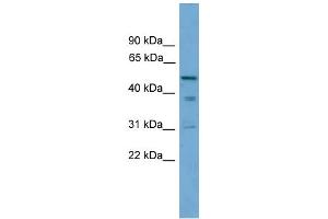 WB Suggested Anti-TINAG Antibody Titration: 0. (TINAG 抗体  (Middle Region))