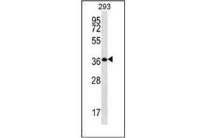 Western blot analysis of OR10H5 Antibody (C-term) in 293 cell line lysates (35ug/lane). (OR10H5 抗体  (C-Term))