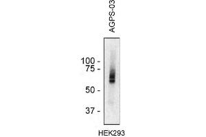 Western blotting analysis of AGPS in HEK293 cell lysate using monoclonal antibody AGPS-03 . (AGPS 抗体  (AA 158-384))