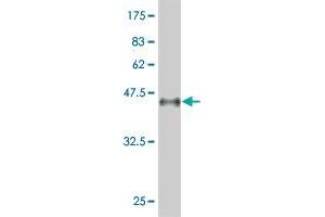 Western Blotting (WB) image for anti-Pre-B-Cell Leukemia Transcription Factor 3 (PBX3) (AA 342-434) antibody (ABIN518651)
