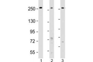 Western blot testing of human 1) HeLa, 2) HT-29 and 3) WiDr cell lysate with PCNXL2 antibody at 1:2000. (PCNXL2 抗体  (AA 467-499))