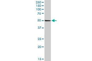 RUVBL2 MaxPab polyclonal antibody. (RUVBL2 抗体  (AA 1-463))
