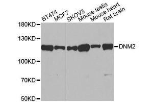 Western blot analysis of extracts of various cell lines, using DNM2 antibody. (DNM2 抗体)