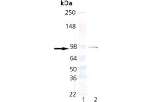Western blot analysis of Estrogen Receptor alpha mAb: Lane 1: MWM, Lane 2: Estrogen Receptor 1 (GST-tagged ER1 protein control runs at 92 kDa). (Estrogen Receptor alpha 抗体  (C-Term))