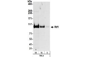 anti-RNA polymerase-associated protein RTF1 homolog (RTF1) (AA 620-670) antibody