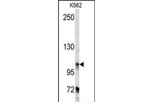 Western blot analysis of anti-BICD2 Antibody (C-term) (ABIN392178 and ABIN2841891) in K562 cell line lysates (35 μg/lane). (BICD2 抗体  (C-Term))