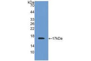 Western blot analysis of recombinant Mouse TTR. (TTR 抗体  (AA 21-147))