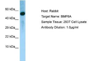 Western Blotting (WB) image for anti-Bone Morphogenetic Protein 8A (BMP8A) (N-Term) antibody (ABIN2790142) (BMP8A 抗体  (N-Term))