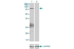 Western blot analysis of ZBTB33 over-expressed 293 cell line, cotransfected with ZBTB33 Validated Chimera RNAi (Lane 2) or non-transfected control (Lane 1). (ZBTB33 抗体  (AA 564-673))