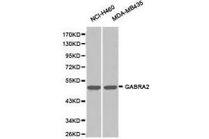 Western Blotting (WB) image for anti-gamma-aminobutyric Acid (GABA) A Receptor, alpha 2 (GABRA2) antibody (ABIN1872758) (GABRA2 抗体)