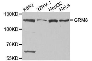 Western blot analysis of extracts of various cell lines, using GRM8 antibody. (GRM8 抗体)