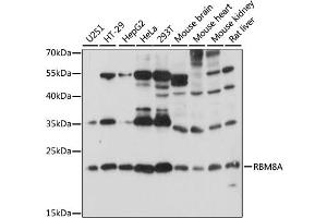 Western blot analysis of extracts of various cell lines, using RBM8A antibody (ABIN6290867) at 1:1000 dilution. (RBM8A 抗体)