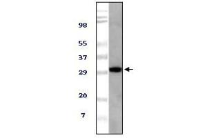 Western blot analysis using TUG mouse mAb against NIH/3T3 cell lysate.