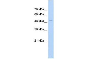 WB Suggested Anti-FAM174B Antibody Titration:  2. (FAM174B 抗体  (N-Term))