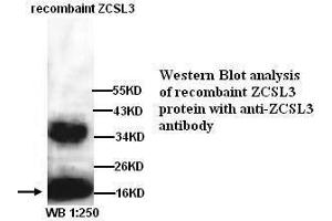 Image no. 1 for anti-DnaJ (Hsp40) Homolog, Subfamily C, Member 24 (DNAJC24) (Internal Region) antibody (ABIN790925) (DNAJC24 抗体  (Internal Region))