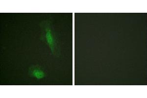 Peptide - +Immunofluorescence analysis of HeLa cells, using Akt (Ab-129) antibody. (AKT1 抗体  (Ser129))