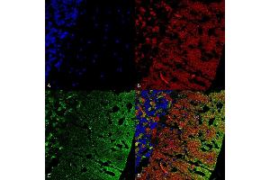 Immunohistochemistry analysis using Mouse Anti-Alpha Synuclein Monoclonal Antibody, Clone 3C11 (ABIN5564057).