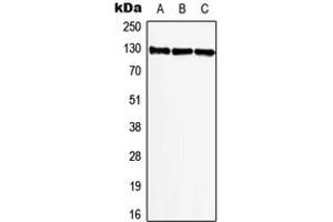 Western blot analysis of BIKE expression in A549 (A), NIH3T3 (B), PC12 (C) whole cell lysates. (BMP2K 抗体  (Center))