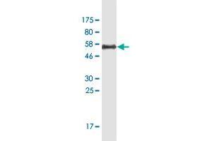 Western Blot detection against Immunogen (55. (Enkephalin 抗体  (AA 1-267))