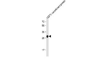 Anti-GDF11 Antibody at 1:2000 dilution + GDF11 recombinant protein Lysates/proteins at 20 ng per lane. (GDF11 抗体)