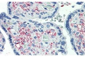 Detection of GDF11 in Human Placenta Tissue using Polyclonal Antibody to Growth Differentiation Factor 11 (GDF11) (GDF11 抗体  (AA 299-407))