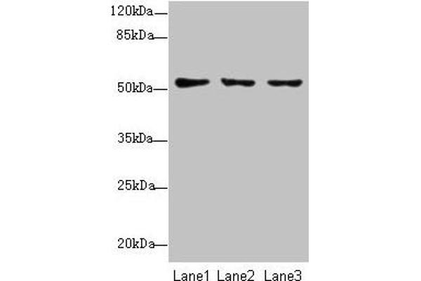 SLC46A2 抗体  (AA 45-78)