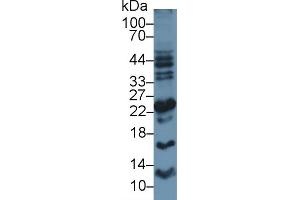 Apolipoprotein M 抗体  (AA 8-188)