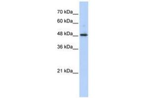 Image no. 1 for anti-Abhydrolase Domain Containing 2 (ABHD2) (AA 351-400) antibody (ABIN6740524) (ABHD2 抗体  (AA 351-400))