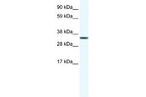 WB Suggested Anti-TCEA1 Antibody Titration:  1. (TCEA1 抗体  (Middle Region))