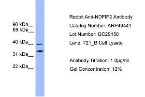WB Suggested Anti-NDFIP2  Antibody Titration: 0. (NDFIP2 抗体  (Middle Region))