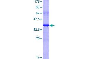 Image no. 1 for CD5 Molecule-Like (CD5L) (AA 41-140) protein (GST tag) (ABIN1348680)