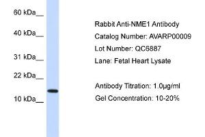 NME1 antibody - N-terminal region (AV) validated by WB using Fetal Heart Lysate at 1ug/ml. (NME1 抗体  (N-Term))