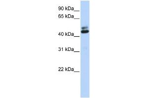 WB Suggested Anti-A2BP1 Antibody Titration: 0. (A2BP1 抗体  (Middle Region))