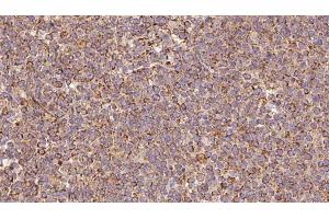 Immunohistochemistry (IHC) image for anti-Solute Carrier Family 30 (Zinc Transporter), Member 3 (Slc30a3) (C-Term) antibody (ABIN6266143)