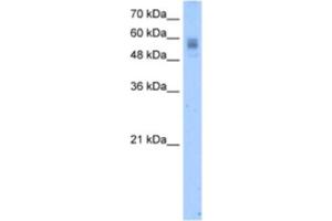 Western Blotting (WB) image for anti-Vitamin K-dependent protein C (PROC) antibody (ABIN2462458) (PROC 抗体)