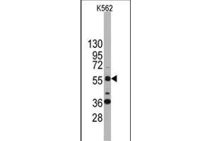 Western blot analysis of anti-SOX9 Antibody (N-term) (ABIN388162 and ABIN2846958) in K562 cell line lysates (35 μg/lane). (SOX9 抗体  (N-Term))