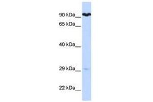 Image no. 1 for anti-Suppressor of Var1, 3-Like 1 (SUPV3L1) (AA 72-121) antibody (ABIN6740487) (SUPV3L1 抗体  (AA 72-121))