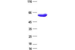 Validation with Western Blot