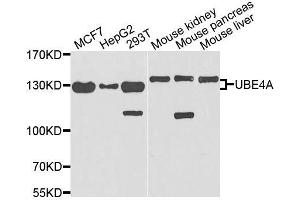 Western blot analysis of extracts of various cell lines, using UBE4A antibody. (UBE4A 抗体  (AA 797-1066))
