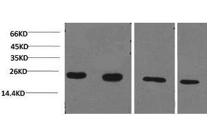 Western Blot analysis of 1) Jurkat, 2)293T, 3)Rat liver, 4)3T3 using PPIB Monoclonal Antibody at dilution of 1:2000. (PPIB 抗体)