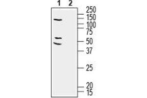 Western Blotting (WB) image for anti-Resistance To Inhibitors of Cholinesterase 3 Homolog (RIC3) (AA 161-174), (Intracellular) antibody (ABIN7043599)