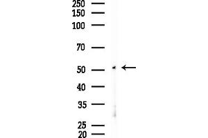 Western blot analysis of lysates from Mouse testis, using CALR3 Antibody at 1/1000 dilution.