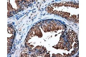 Immunohistochemical staining of paraffin-embedded pancreas tissue using anti-HSP90AA1mouse monoclonal antibody. (HSP90AA1 抗体)