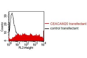 FACS analysis of BOSC23 cells using HT-12D8. (CEACAM20 抗体)