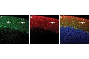 Expression of NCX3 in rat cerebellum - Immunohistochemical staining of immersion-fixed, free floating rat brain frozen sections using Anti-NCX3 (SLC8A3) Antibody (ABIN7043756, ABIN7044879 and ABIN7044880), (1:100). (SLC8A3 抗体  (3rd Intracellular Loop))