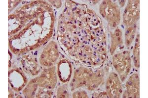 IHC image of ABIN7150389 diluted at 1:400 and staining in paraffin-embedded human kidney tissue performed on a Leica BondTM system. (RFXANK 抗体  (AA 3-84))