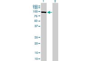 Western Blotting (WB) image for anti-Mitofusin 1 (MFN1) (AA 1-741) antibody (ABIN527615)