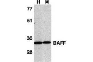 Western Blotting (WB) image for anti-Tumor Necrosis Factor (Ligand) Superfamily, Member 13b (TNFSF13B) (C-Term) antibody (ABIN1030279) (BAFF 抗体  (C-Term))